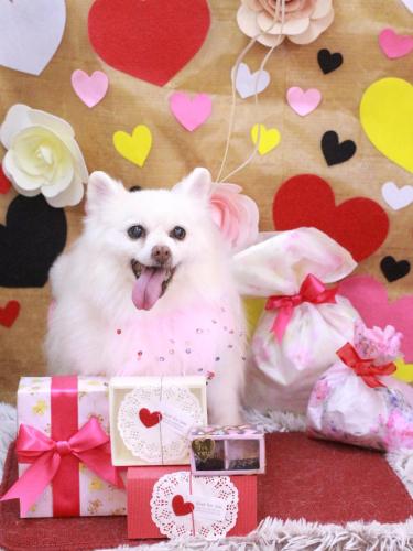 20230224キナコちゃん